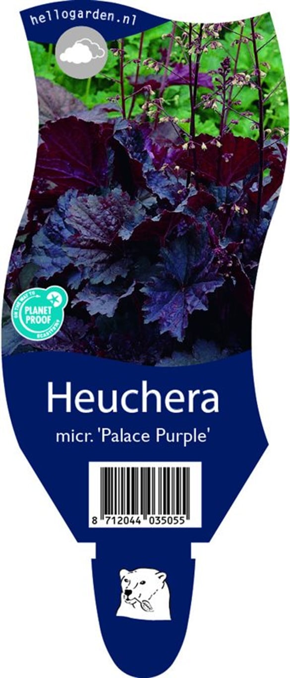 Heuchera m. 'Palace Purple' - P11